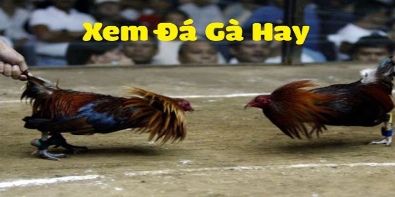 Thông tin cơ bản nhất về bộ môn đá gà Thomo