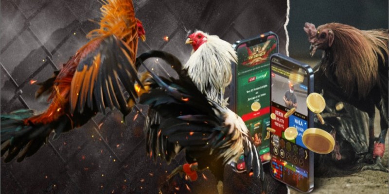 Một số điều bạn cần nắm được trước khi cược đá gà