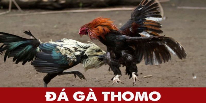 Những quy tắc cơ bản trong vận hành chọi gà Thomo