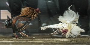 Đá gà Thomo cực hay tại May88
